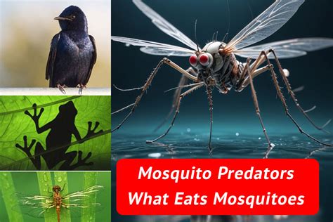 predators of mosquitoes.